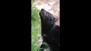 Aussie sanctuary welcomes adorable Tasmanian Devil joeys [upl. by Lecrad218]