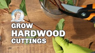 How to Root Hardwood Cuttings  Fall Propagation Tips [upl. by Aihtenak]