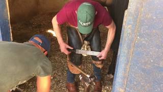 Farriers at work at Summerveld in Durban South Africa [upl. by Ahsuatal]