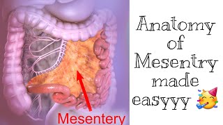 Mesentry Anatomy  Easiest most explanation [upl. by Sudnak]