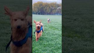 Labradoodle puppy and Goldendoodle puppy in London park Dog walk [upl. by Eiramalegna]