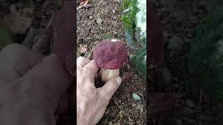 Boletus Pinicola 22 de Septiembre 2024 [upl. by Galitea]