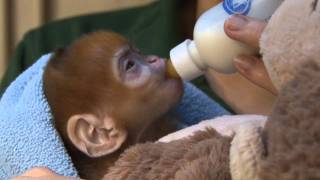 Cute ginger monkey born at ZSL London Zoo [upl. by Nilyak]