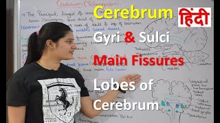 Cerebrum in Hindi  Structure  Functions  Main fissures Gyri  Sulci  lobes of cerebrum [upl. by Eyar605]