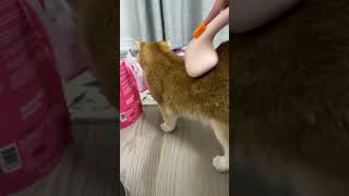 Comb the cat [upl. by Abdulla431]