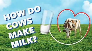 How Do Cows Make Milk  Ask Organic Valley [upl. by Haceber]