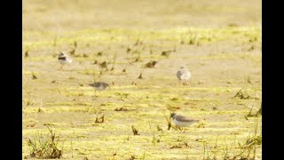 Semipalmated Sandpiper Church Norton West Sussex 10824 [upl. by Roswald]