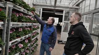 Father and Son Beijer grow Regal Pelargoniums – Bejafleur the Netherlands [upl. by Tremain]