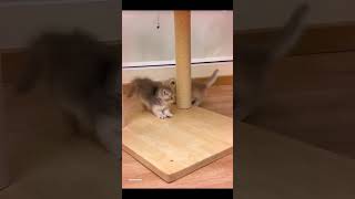 Cat Videos kittenvideos animalshorts [upl. by Shannan242]