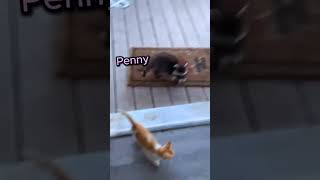 Clawsome Cat  Funny and Cute Moments catlover meow catvideos [upl. by Wiseman]