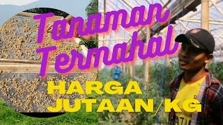 NYATA Tanaman Termahal Harga JutaanKg [upl. by Tullusus218]