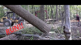 Tree Falling Compilation TIMBER [upl. by Geaghan]