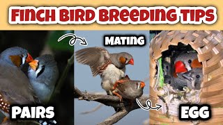 Zebra Finch breeding tips  Finches Bird breeding tips  Finch breeding season [upl. by Notnirt876]