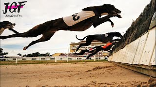 Greyhound Champion Hurdle Racing [upl. by Rafiq]