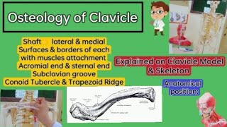 ⭐ Osteology of ClavicleUpper limbLocomotor module Explained on Clavicle Model amp Skeleton🦴 [upl. by Vigen302]