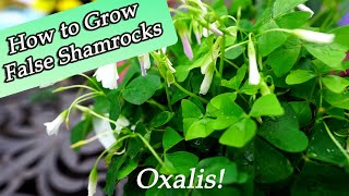 How to Grow Oxalis  False Shamrock Care ☘️ [upl. by Enrak]