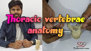 Typical thoracic vertebrae anatomy in Bangla  Atypical thoracic vertebrae [upl. by Alikee]