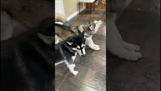 Morning Rituals malamutelovers alaskanmalamutes howlingdogs [upl. by Narad]