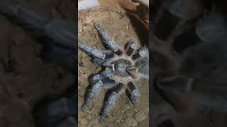 please subscribe ❤️🙏🙇 Aphonopelma seemanni [upl. by Riegel24]