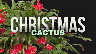 No Blooms on Your Christmas Cactus Lets Fix That [upl. by Eloci354]