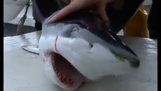 Tagging Blue Sharks  Sharks  BBC Earth [upl. by Milstone]