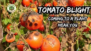 How to Stop Tomato Blight Preventative Tips [upl. by Eloccin]