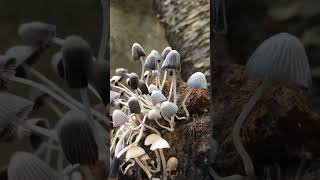 🍄🌸mushroom naturesubscribehomegardenbeautifulnatureshorts [upl. by Noslen815]