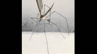 Mosquito Facts  Facts About Mosquitoes [upl. by Enelahs76]