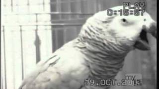 The Funniest Parrot in the World [upl. by Eugenio]