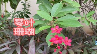 琴叶珊瑚，火热的花瓣，有毒需要远离儿童接触 [upl. by Terchie422]