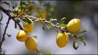 La richesse de l’huile d’Argan BIO certifiée [upl. by Eiboj]