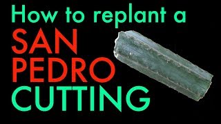 How to replant a San Pedro cactus cutting  Trichocereus Pachanoi tutorial [upl. by Aay]