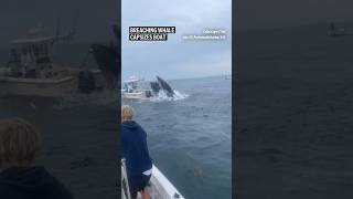 Breaching whale capsizes boat [upl. by Grevera]