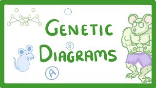 GCSE Biology  Genetic Diagrams 73 [upl. by Nyra]