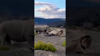 King lion attack on Rhino 🦏🦏🦏 but mission failed trending search trendingshorts viral [upl. by Eadith]