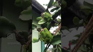 Flower bud to fruit process pitayafruit dragonfruit [upl. by Leonidas208]