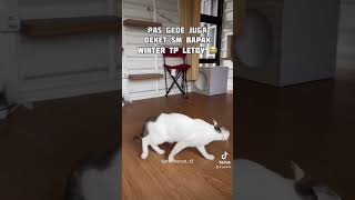 Kumpulan video video poni si kucing lemas 😭 kucingviral catlover kucinglucu short [upl. by Sandie]