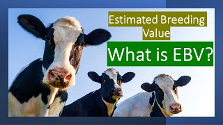 What is Estimated Breeding Value  EBV  What is Transmitting Ability in Animal Breeding [upl. by Seuqcaj]