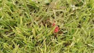 velvet ant in grass [upl. by Haroved]