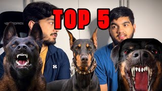 Top 5 Protection Dog Breeds [upl. by Eberhard613]