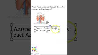 Anatomy Thorax 213 Aortic Opening in Diaphragm Azygos Vein Thoracic duct T12 viva [upl. by Airret]