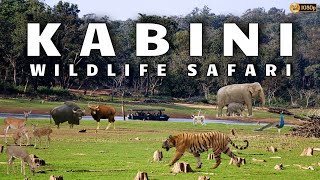 Kabini Safari  Jungle Lodges amp Resorts Safari  Nagarahole Tiger Reserve  Dammanakatte  HD Kote [upl. by Hajan]