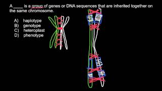 Definitions and examples of Phenotype Heteroplast Genotype Haplotype [upl. by Llertnor418]