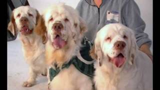 Westminster breed Clumber Spaniel [upl. by Alejandra]