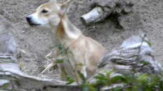 New Guinea Singing Dog [upl. by Suirauqram475]