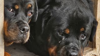 Butler Kennels Rottweilers is Backkkkkkk see whats going on [upl. by Alhan]