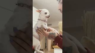 Nikki the angry got chihuahua 😭😭 dog chihuahuaworld chihuahuaoftheday pets longhairedchihuahua [upl. by Disharoon]