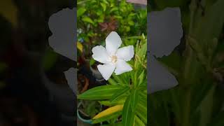 white oleander nature gardening shortstrending [upl. by Ahsiral]