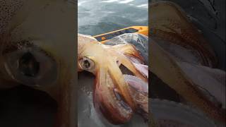 Calamars session fishing fish pecheur [upl. by Gualterio]