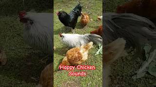 Cosy Homestead Vibes Chicken Chatter farming freerange shorts [upl. by Acinonrev]